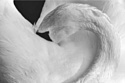 Картина на стекле Stamprint Белоснежный лебедь AN012 (80x120)