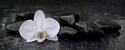 Картина на стекле Stamprint Белая орхидея 1 SP004 (50x125)