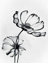 Картина Stamprint Черные цветы 2 TR015 (45x35)