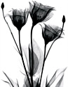 Картина Stamprint Черные цветы 1 TR016 (45x35)