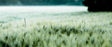 Картина Stamprint Цвет травы NR010 (65x150)