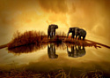 Картина Stamprint Солнечные слоны AM002 (60x85)