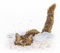 Набор для вышивания М.П.Студия Кот в снегу / НВ-557М